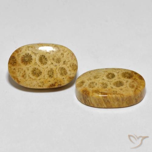 Gemme di Corallo fossile Multicolore naturale da 29.82 ct, Ovale, Opaco