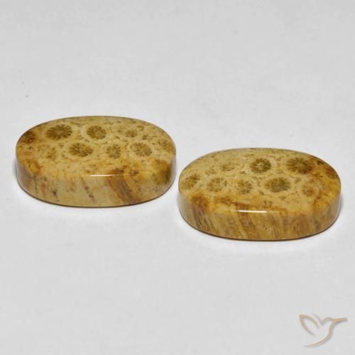 Gemme di Corallo fossile Multicolore naturale da 29.82 ct, Ovale, Opaco