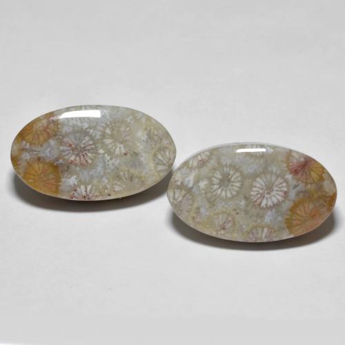 Gemme di Corallo fossile Multicolore naturale da 19.47 ct, Taglio ovale, Opaco