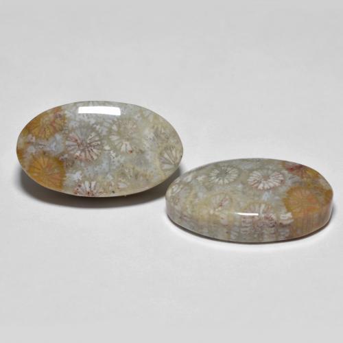 Gemme di Corallo fossile Multicolore naturale da 19.47 ct, Taglio ovale, Opaco