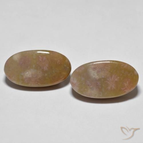 16.71ctw Naturale Multicolore Corallo fossile, Ovale, Opaco
