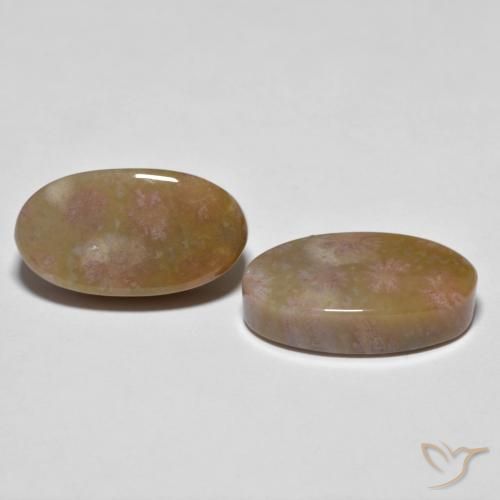 Gemme di Corallo fossile Multicolore naturale da 16.71 ct, Ovale, Opaco