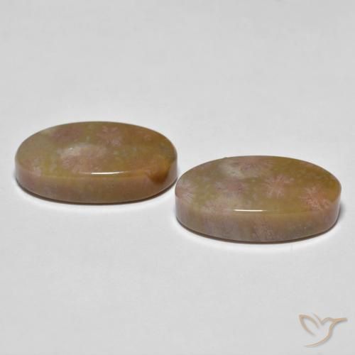 Gemme di Corallo fossile Multicolore naturale da 16.71 ct, Ovale, Opaco