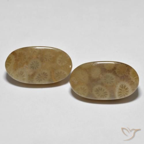 22.01ctw Naturale Multicolore Corallo fossile, Ovale, Opaco