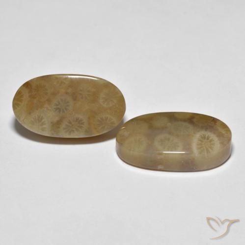 Gemme di Corallo fossile Multicolore naturale da 22.01 ct, Ovale, Opaco
