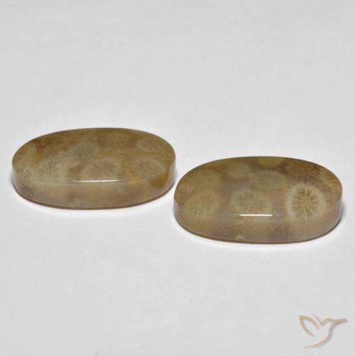 Gemme di Corallo fossile Multicolore naturale da 22.01 ct, Ovale, Opaco
