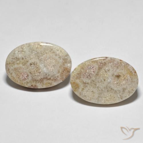 35.42ctw Naturale Multicolore Corallo fossile, Ovale, Opaco