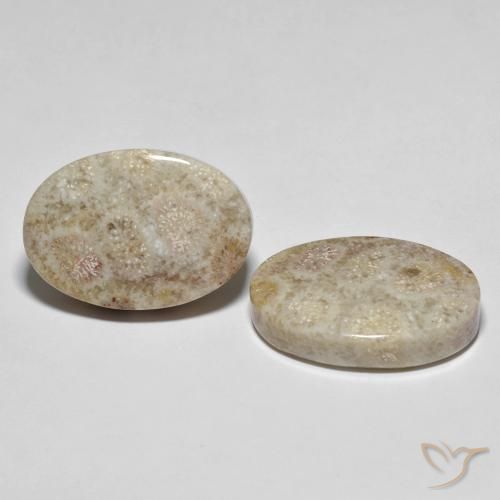 Gemme di Corallo fossile Multicolore naturale da 35.42 ct, Ovale, Opaco