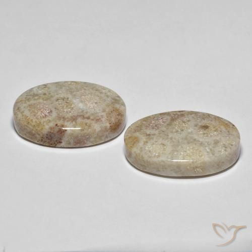 Gemme di Corallo fossile Multicolore naturale da 35.42 ct, Ovale, Opaco