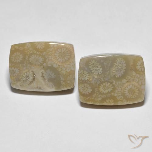 30.23ctw Naturale Multicolore Corallo fossile, Cuscino, Opaco
