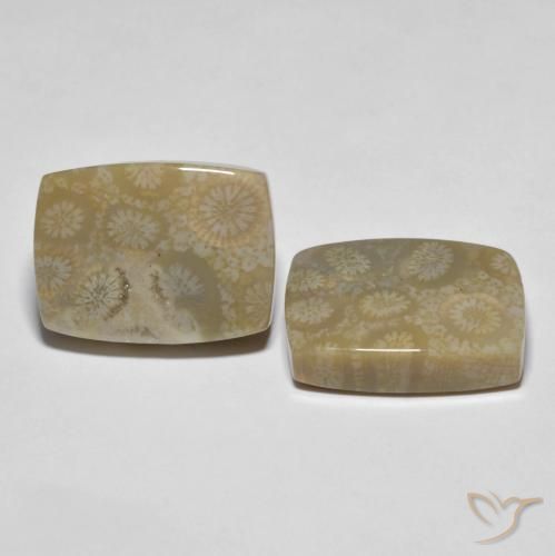Gemme di Corallo fossile Multicolore naturale da 30.23 ct, Cuscino, Opaco
