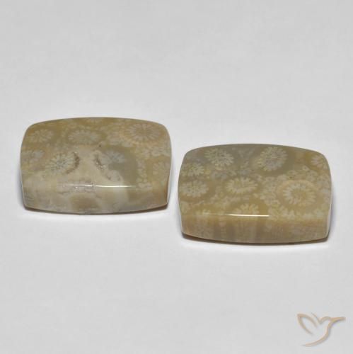 Gemme di Corallo fossile Multicolore naturale da 30.23 ct, Cuscino, Opaco