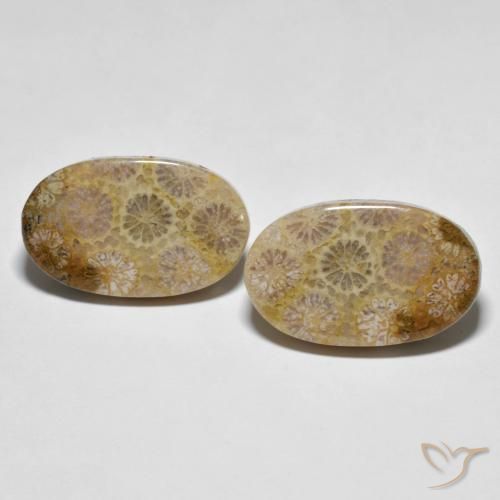 26.38ctw Naturale Multicolore Corallo fossile, Ovale, Opaco