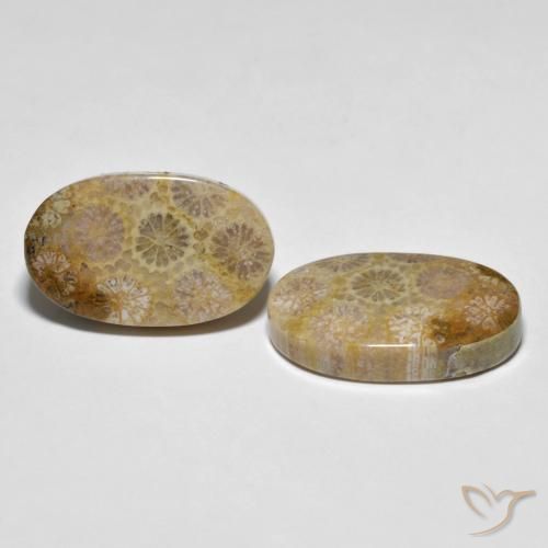 Gemme di Corallo fossile Multicolore naturale da 26.38 ct, Ovale, Opaco