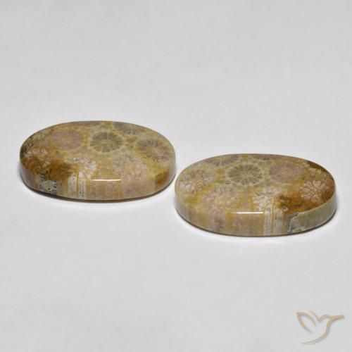 Gemme di Corallo fossile Multicolore naturale da 26.38 ct, Ovale, Opaco