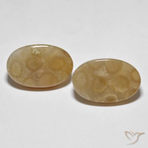 22.89ctw Naturale Multicolore Corallo fossile, Ovale, Opaco
