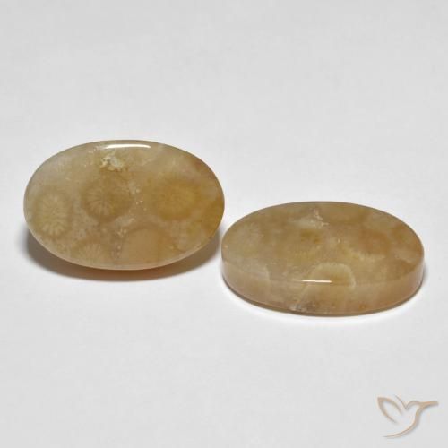 Gemme di Corallo fossile Multicolore naturale da 22.89 ct, Ovale, Opaco