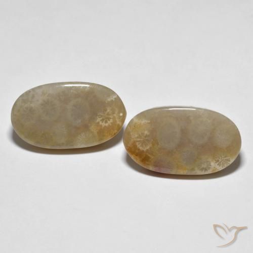 21.87ctw Naturale Multicolore Corallo fossile, Ovale, Opaco