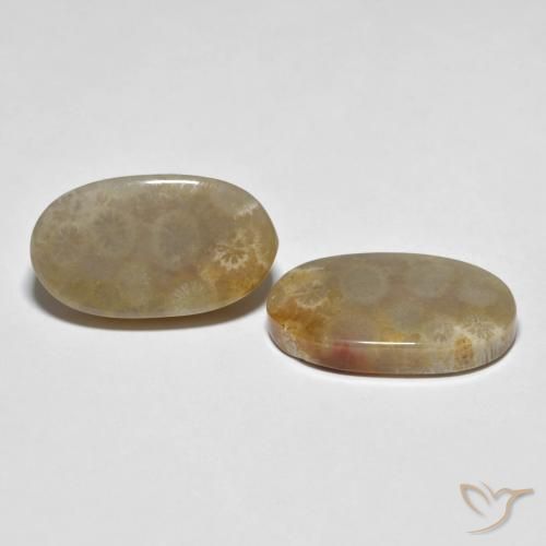 Gemme di Corallo fossile Multicolore naturale da 21.87 ct, Ovale, Opaco
