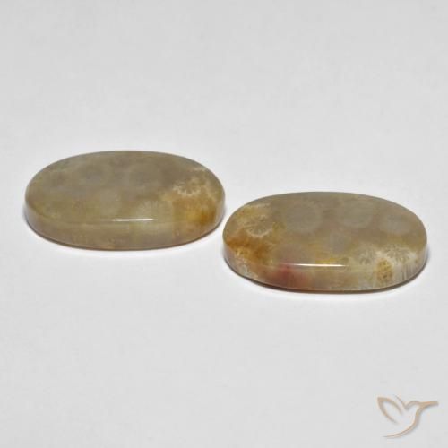 Gemme di Corallo fossile Multicolore naturale da 21.87 ct, Ovale, Opaco