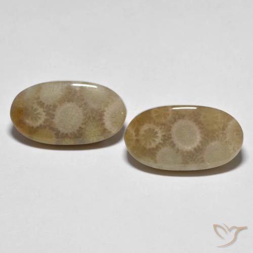 22.28ctw Naturale Multicolore Corallo fossile, Ovale, Opaco