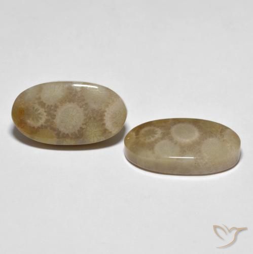 Gemme di Corallo fossile Multicolore naturale da 22.28 ct, Ovale, Opaco