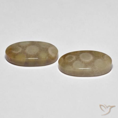 Gemme di Corallo fossile Multicolore naturale da 22.28 ct, Ovale, Opaco