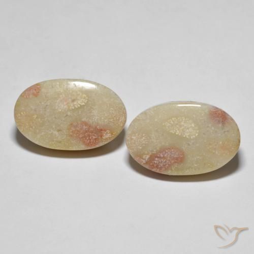 23.37ctw Naturale Multicolore Corallo fossile, Ovale, Opaco