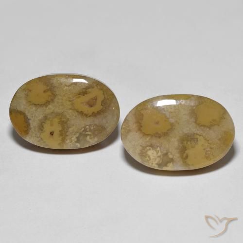 21.52ctw Naturale Multicolore Corallo fossile, Ovale, Opaco