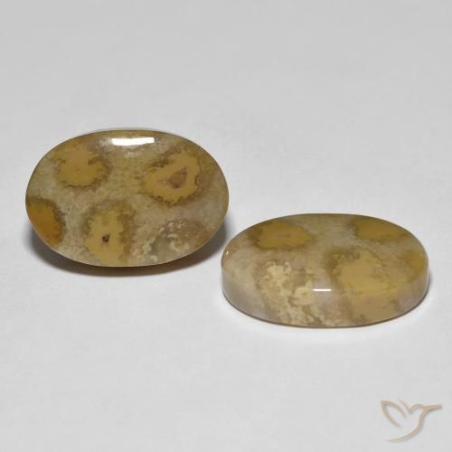 Gemme di Corallo fossile Multicolore naturale da 21.52 ct, Ovale, Opaco