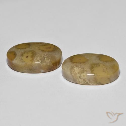 Gemme di Corallo fossile Multicolore naturale da 21.52 ct, Ovale, Opaco