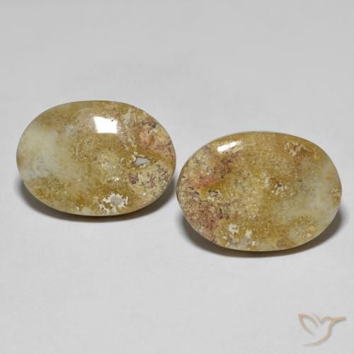 16.68ctw Naturale Multicolore Corallo fossile, Ovale, Opaco