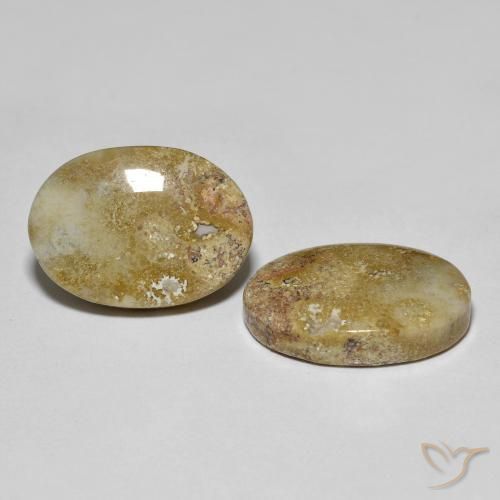 Corallo fossile naturale multicolore da 16,68 ct, taglio ovale, opaco