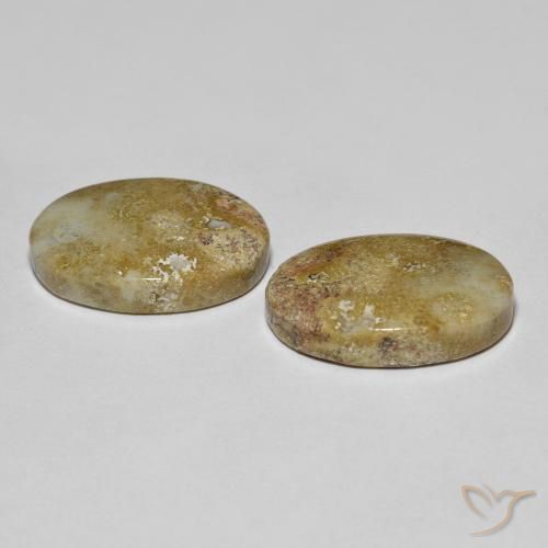 Corallo fossile naturale multicolore da 16,68 ct, taglio ovale, opaco