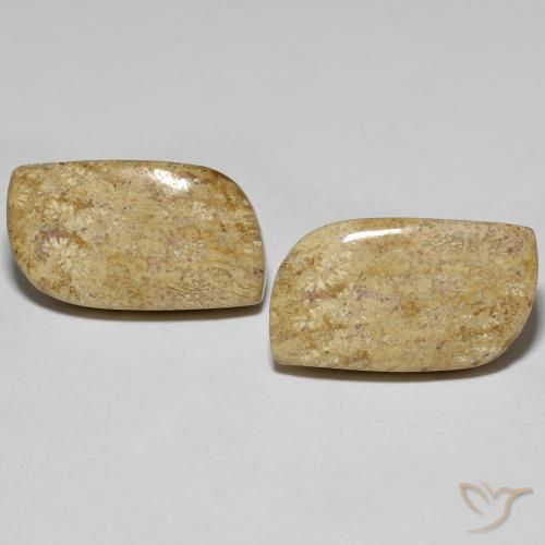 Gemme di Corallo fossile Multicolore naturale da 27.38 ct, Taglio a fantasia, Opaco