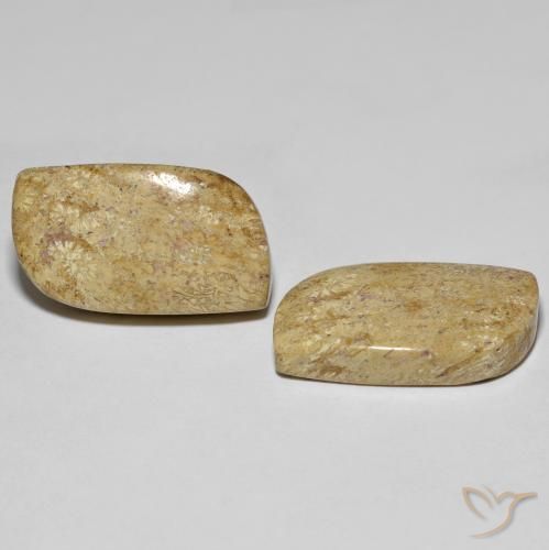 Gemme di Corallo fossile Multicolore naturale da 27.38 ct, Taglio a fantasia, Opaco