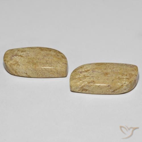Gemme di Corallo fossile Multicolore naturale da 27.38 ct, Taglio a fantasia, Opaco