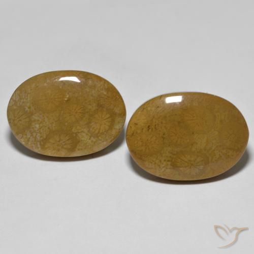 26.39ctw Naturale Multicolore Corallo fossile, Ovale, Opaco