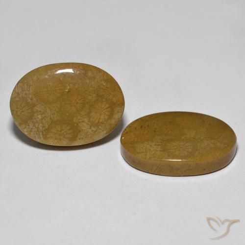 Gemme di Corallo fossile Multicolore naturale da 26.39 ct, Ovale, Opaco