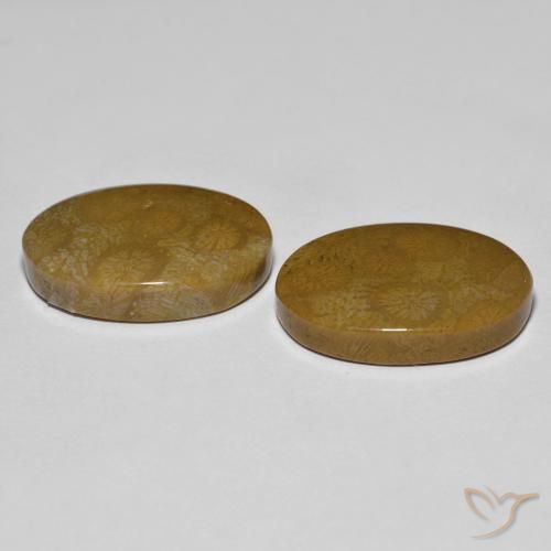 Gemme di Corallo fossile Multicolore naturale da 26.39 ct, Ovale, Opaco