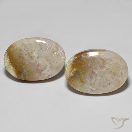 34.92ctw Naturale Multicolore Corallo fossile, Ovale, Opaco