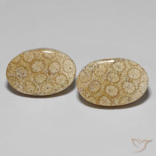 29.24ctw Naturale Multicolore Corallo fossile, Ovale, Opaco