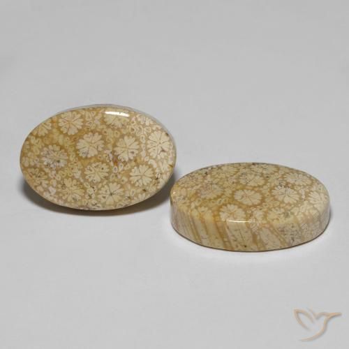 Gemme di Corallo fossile Multicolore naturale da 29.24 ct, Ovale, Opaco