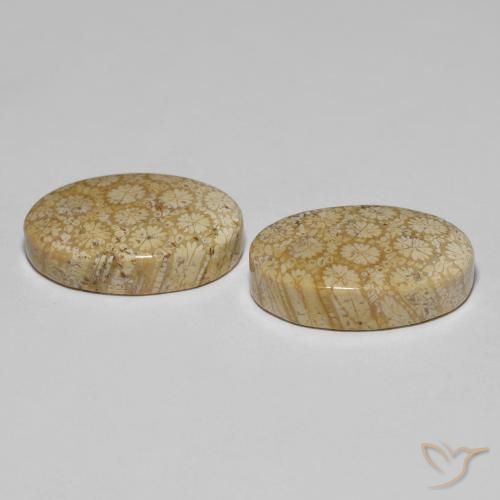 Gemme di Corallo fossile Multicolore naturale da 29.24 ct, Ovale, Opaco