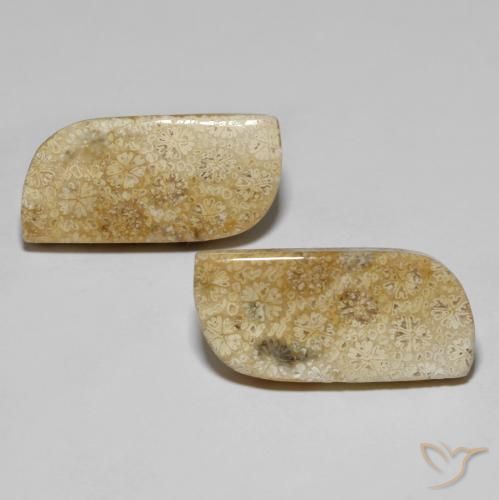 28.82ctw Naturale Multicolore Corallo fossile, Taglio a fantasia, Opaco