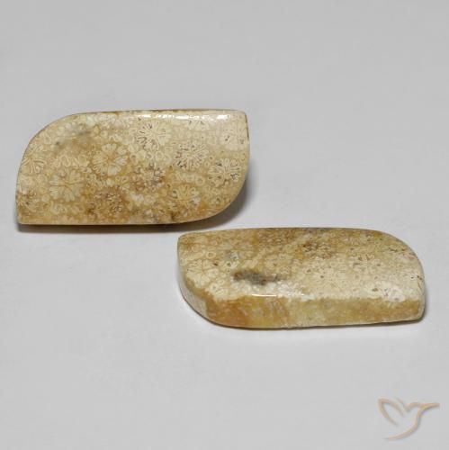 Gemme di Corallo fossile Multicolore naturale da 28.82 ct, Taglio a fantasia, Opaco
