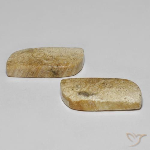 Gemme di Corallo fossile Multicolore naturale da 28.82 ct, Taglio a fantasia, Opaco