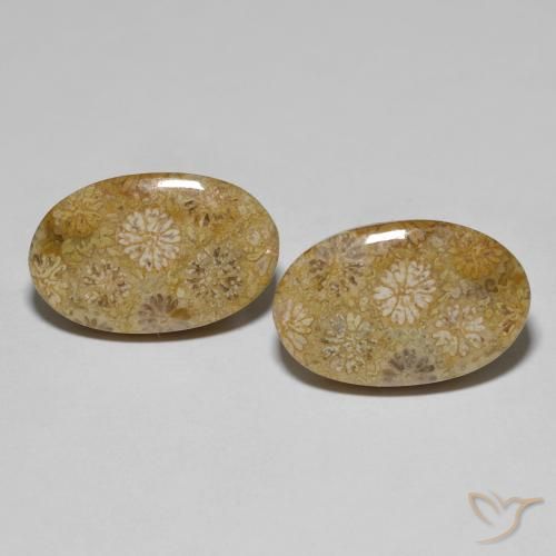 22.57ctw Naturale Multicolore Corallo fossile, Ovale, Opaco