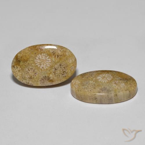 Gemme di Corallo fossile Multicolore naturale da 22.57 ct, Ovale, Opaco