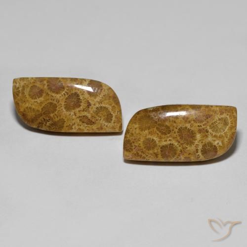 17.76ctw Naturale Multicolore Corallo fossile, Taglio a fantasia, Opaco